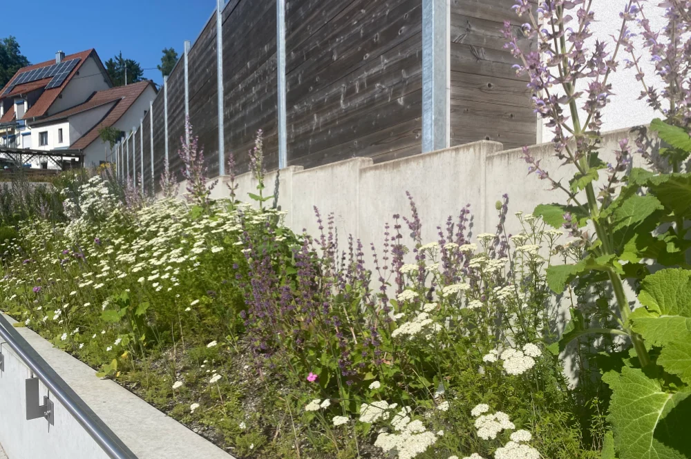 Naturerlebnis Parkplatz Krauchenwies - Funktionalität und Artenvielfalt