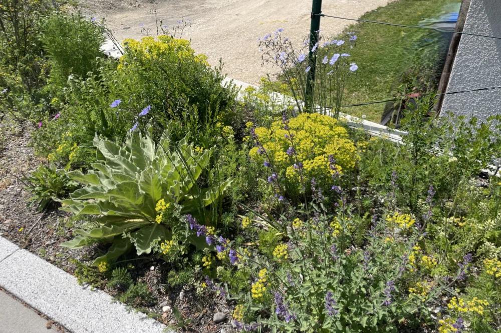 Naturerlebnis Parkplatz Krauchenwies - Funktionalität und Artenvielfalt