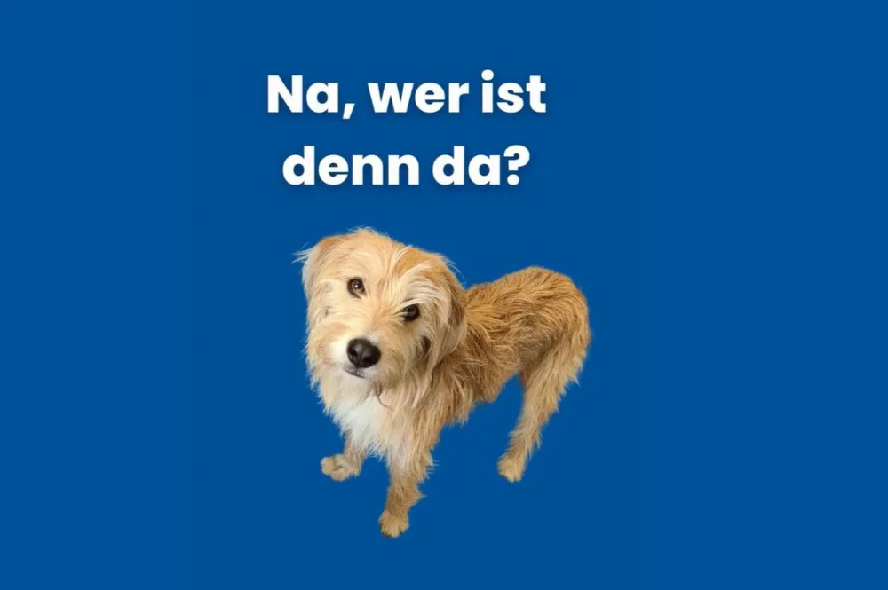 Bürohund Mikkl